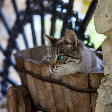 Bed & Breakfast Casa Go'el