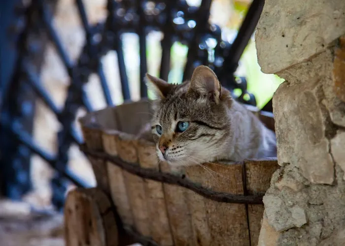 Bed & Breakfast Casa Go'el